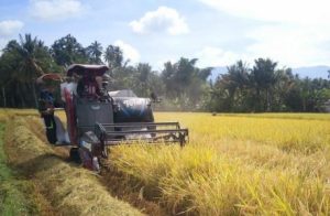 Covid-19, Petani Banten Justru Panen Raya Surplus Beras 160.132 Ton