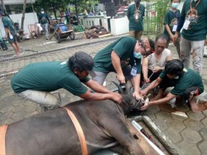 M Ichsan Turun Langsung Jadi Petugas Penyembelih Sapi Qurban