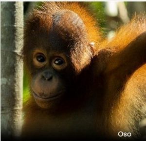 Kembali Ke Habitatnya Lima Individu Orangutan Rayakan Kemerdekaan