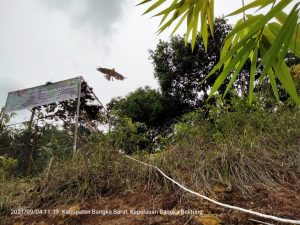 Musang Pandan dan Elang Brontok dilepasliarkan di Tahura Gunung Menumbing