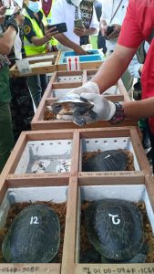 13 Kura-Kura Rote dari Singapura Berhasil di Repatraai KLHK