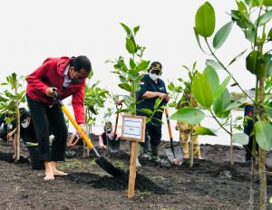 Rehabilitasi Kawasan Pesisir, Presiden Jokowi Tanam Mangrove di Pulau Terdepan Bengkalis