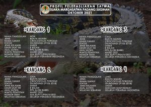 Peringati Hari Hewan Sedunia, BKSDA Sumsel Lepasliarkan 6 Jenis Satwa Dilindungi di SM Padang Sugihan