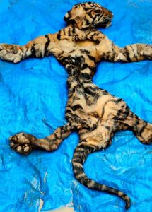 KLHK dan Polda Aceh Ringkus Penjual Kulit Harimau