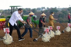 Jokowi Berharap Produksi Jagung di Sulawesi Selatan Bisa Tembus 1,8 Juta Ton