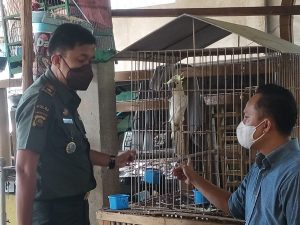 Empat Opsetan dan Tiga Individu Satwa Dilindungi Berhasil Diamankan Polisi