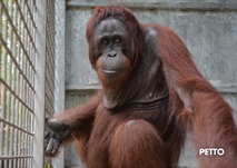 Menjelang Akhir Tahun, 8 Individu Orangutan Hasil Rehabilitasi Dilepasliarkan Di TNBBBR
