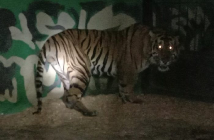 Balai KSDA Jambi Berhasil Selamatkam Harimau Sumatra di Kabupaten Merangin
