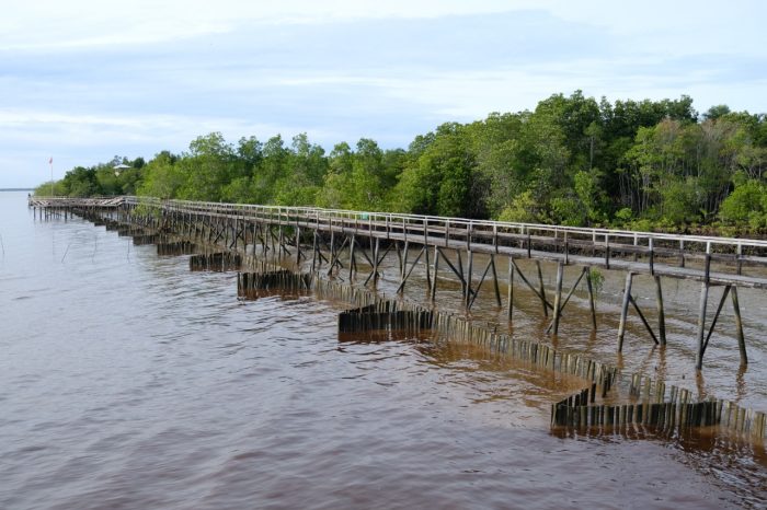 Pelestarian Mangrove Kawasan Pesisir Pangkalan Jambi