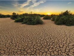 Hadapi Dampak El Nino Dinas TPH Sediakan Bantuan Benih Padi Varietas Tahan Kering Kepada Petani