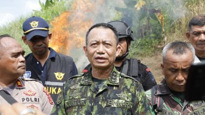 LADANG GANJA SIAP PANEN DI ACEH UTARA KEMBALI DIMUSNAHKAN BNN RI