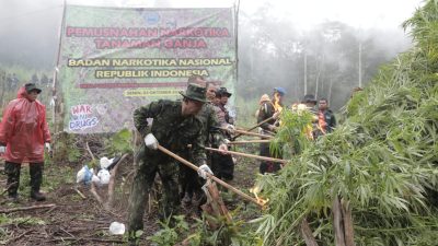 BNN RI LAKUKAN PEMUSNAHAN LADANG GANJA SELUAS 1 HEKTAR PADA KETINGGIAN 1.300 MDPL