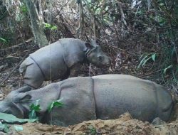 Seekor Individu Baru Anak Badak Jawa Terekam di TNUK