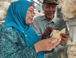 Berkat Inovasi IoT System Jamur Bisa Panen Setiap Hari di Jakarta