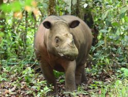 Delilah Pencetak Sejarah, Induk Badak Pertama yang Lahir dan Melahirkan di SRS TNWK