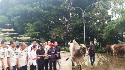 Ketua DPRD Bogor Rudy Susmanto Bagikan 48 Ekor Sapi Kurban Prabowo di Babakanmadang