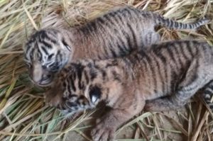 Kebun Binatang Bukittinggi Kedatangan Penghuni Baru