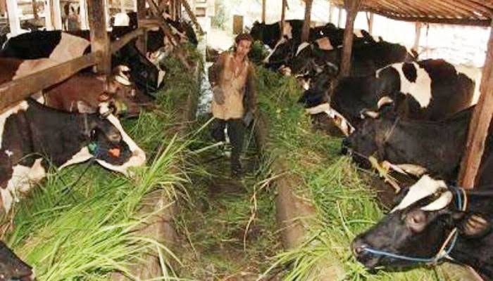 Peternakan Rakyat Diguyur KUR