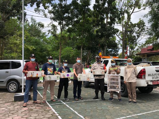 BKSDA Kalimantan Tengah Gagalkan Pengiriman Burung Ilegal