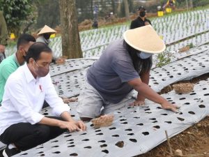 Ikut Menanam Bawang di Temanggung, Presiden Jokowi Harap Produktivitas Petani Meningkat