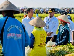 Presiden Joko Widodo Meninjau Panen Raya Padi di Desa Kartoharjo, Kabupaten Ngawi