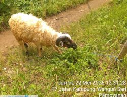 Peternakan Kambing Haji Engkos BNR Tawarkan Hewan Qurban Berkualitas dengan Promo Free Ongkir Jelang Idul Adha